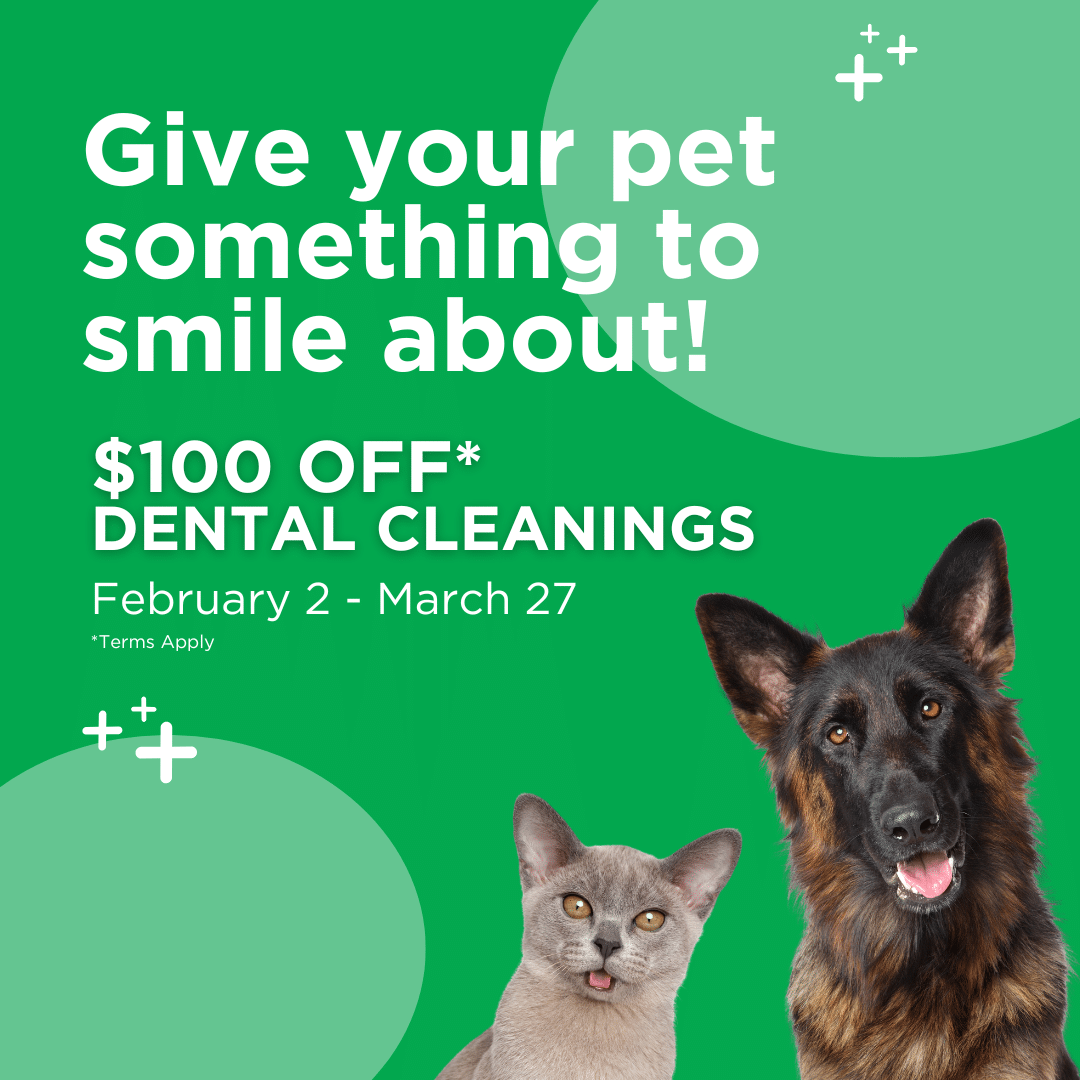 Dental Campaign - $100